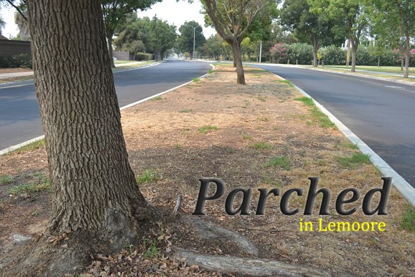 A median by Lemoore Lions Park suffers from lack of water.